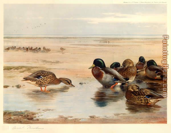 Mallard on the Shore painting - Archibald Thorburn Mallard on the Shore art painting
